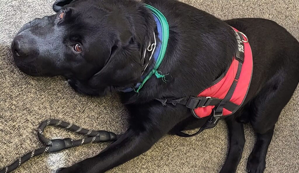 0ef4fa 490c89bdb8bc4d01a28fe125ca6624e4~mv2